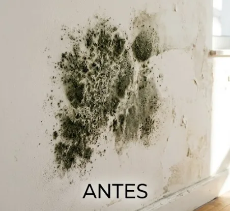 Pared con manchas negras de moho junto a una ventana